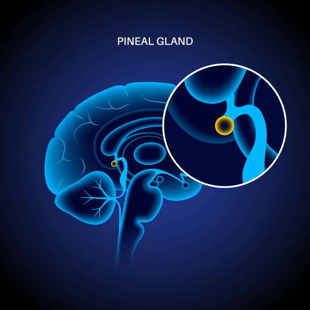 Pineal gland and epithalamus anatomy in the human brain. Endocrine system. Production of melatonin, serotonin derived hormone. Neuroendocrine secretory circumventricular organ 3D vector illustration